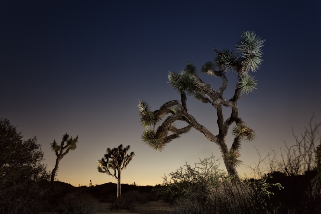 JOSHUA TREE DESERT: LIGHT PAINTING CON UN FLASH www.ishoottravels.com your ticket to travel photography. Blog di fotografia di viaggi. © Galli / Trevisan